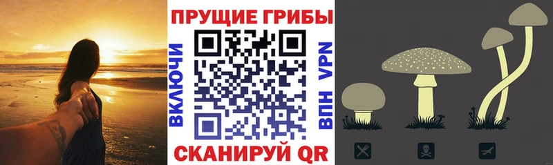 Купить где  Городец  Псилоцибиновые грибы Magic Shrooms 
